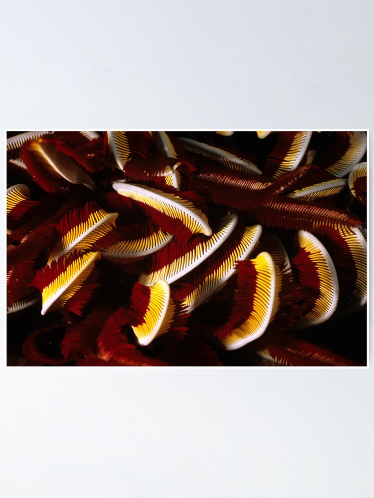 Alternate view of Feathers Poster