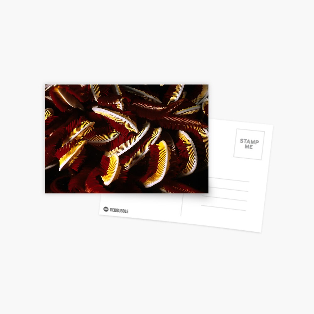 Feathers Postcard