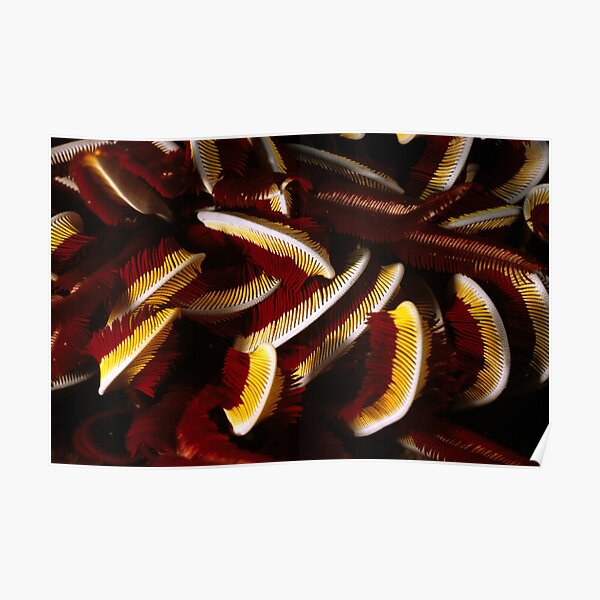 Feathers Poster