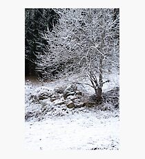 Frozen Photographic Print