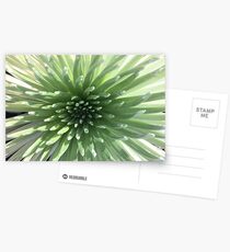 Precious Silversword Postcards
