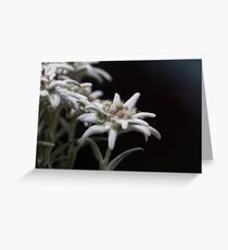 edelweiss in the mountain Grußkarte