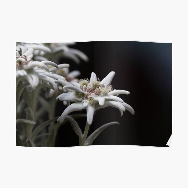edelweiss in the mountain Poster