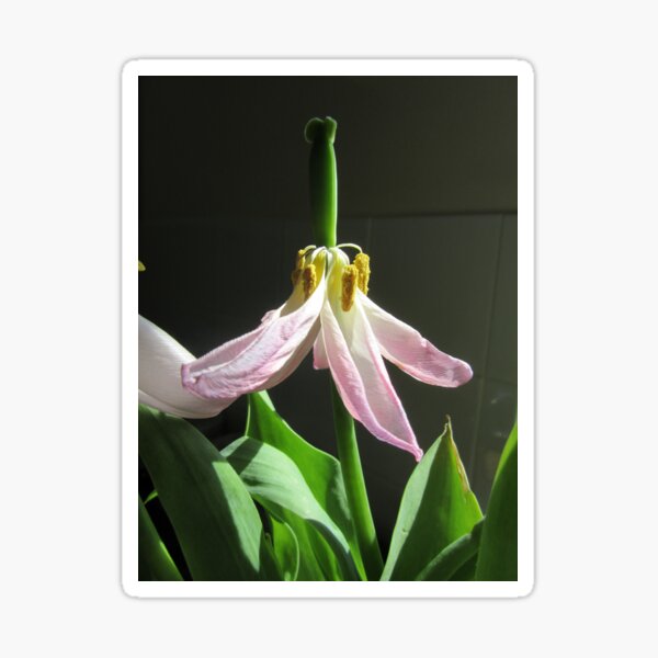 Item preview, Tulip Stamens designed and sold by lezvee.