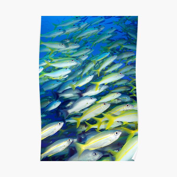 School Poster