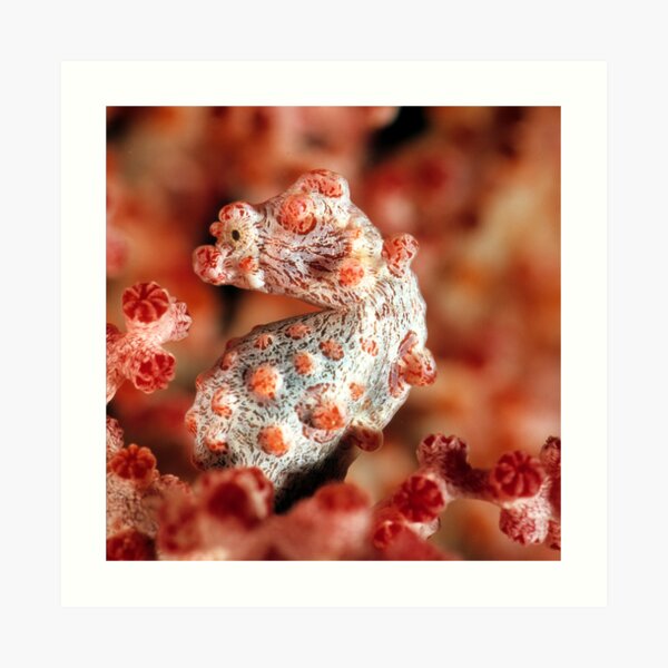 Pygmy seahorse Art Print