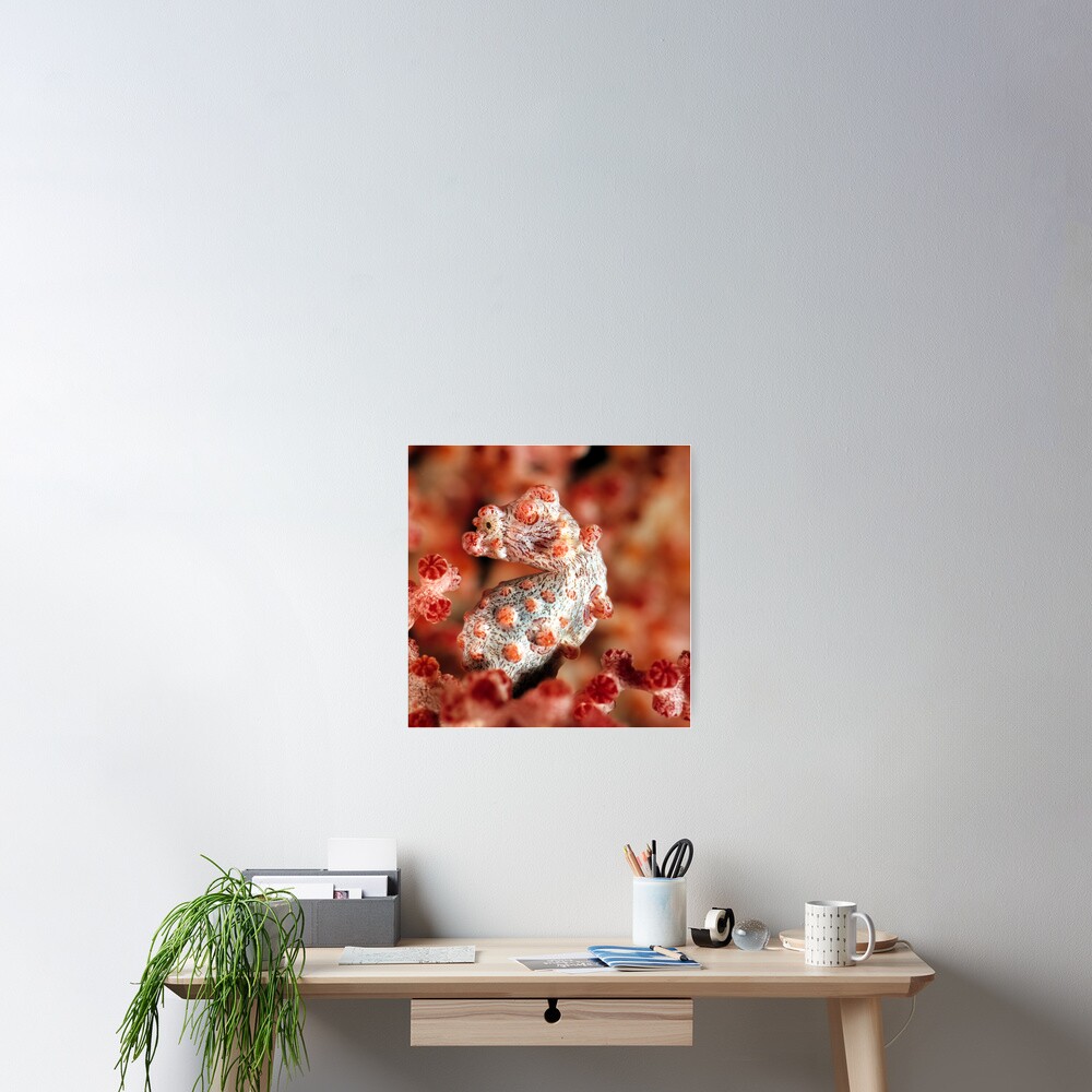 Pygmy seahorse Poster