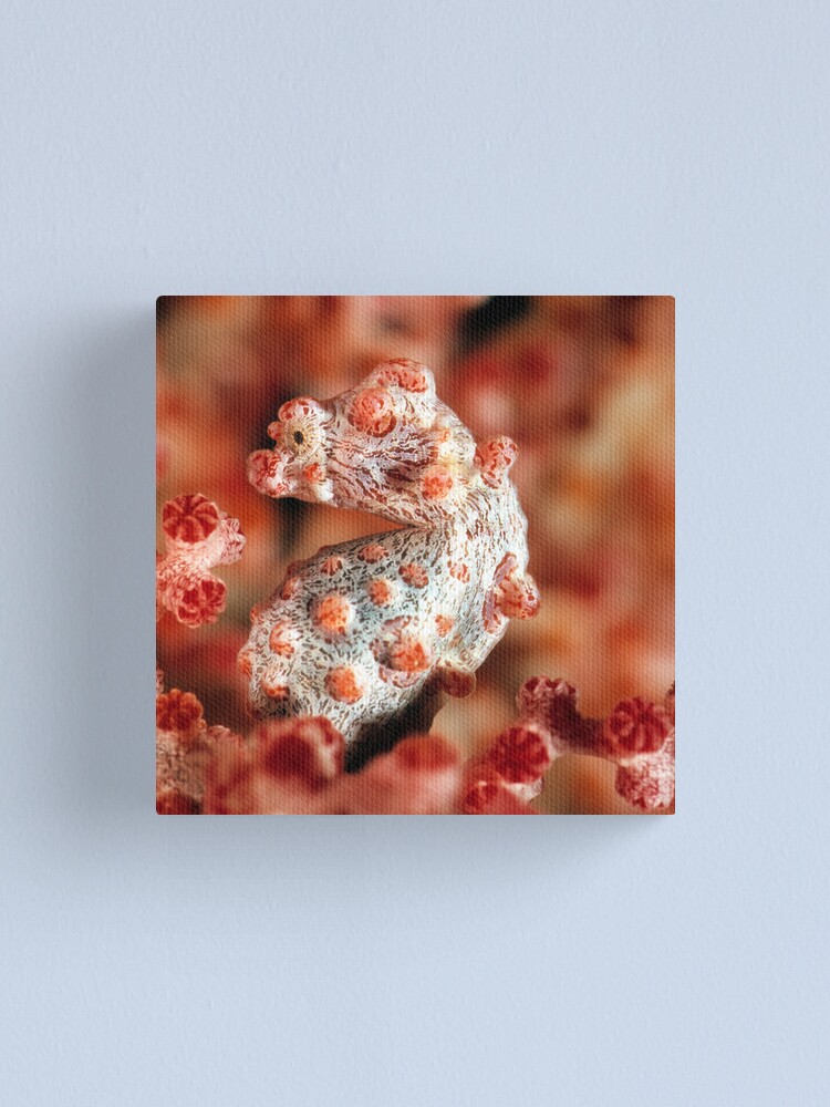 Alternate view of Pygmy seahorse Canvas Print