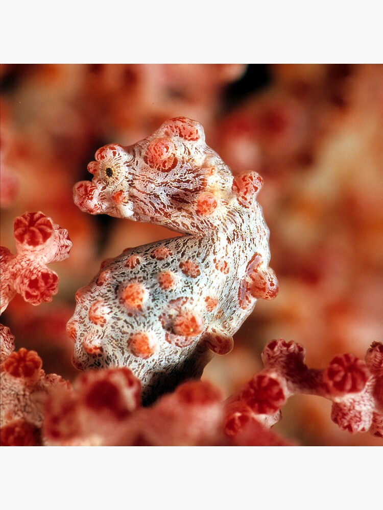 Pygmy seahorse by DavidWachenfeld