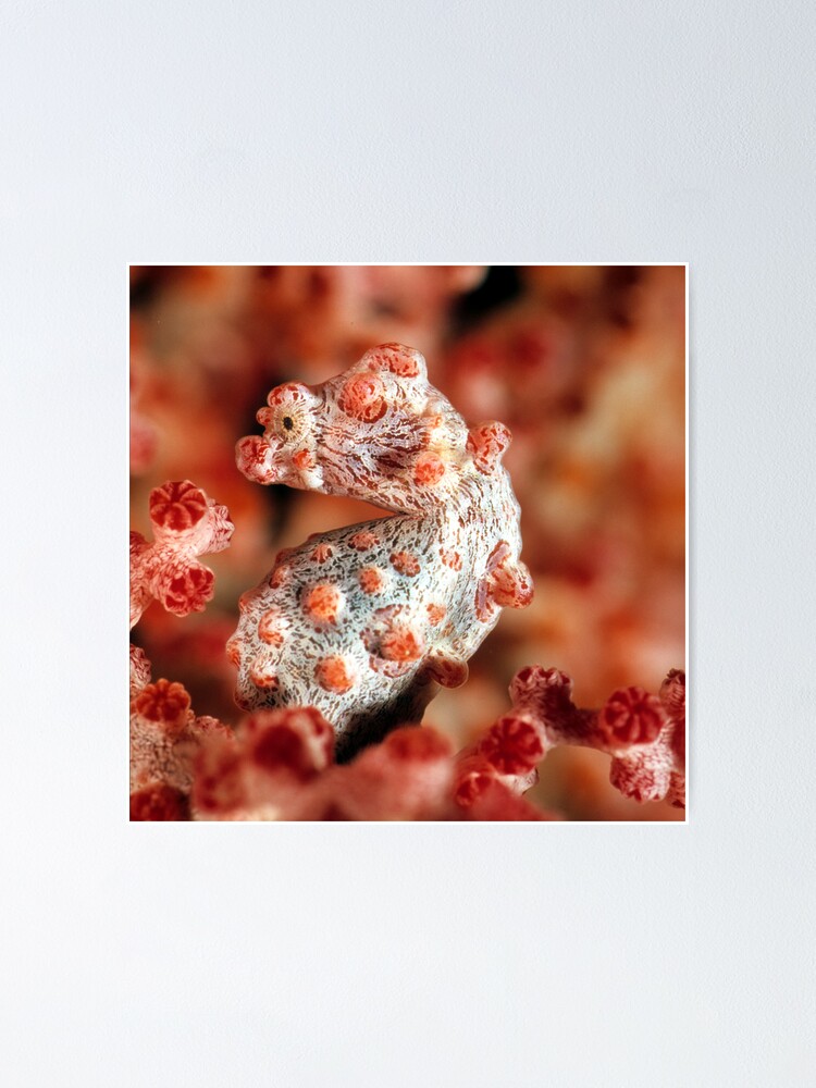Alternate view of Pygmy seahorse Poster