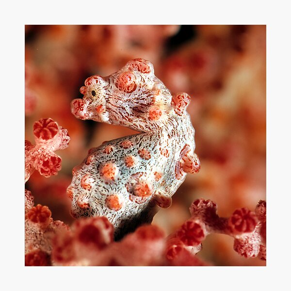 Pygmy seahorse Photographic Print