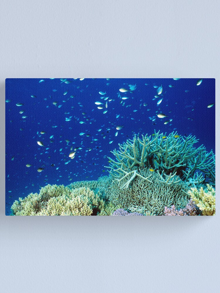 Alternate view of Coral reef scene Canvas Print
