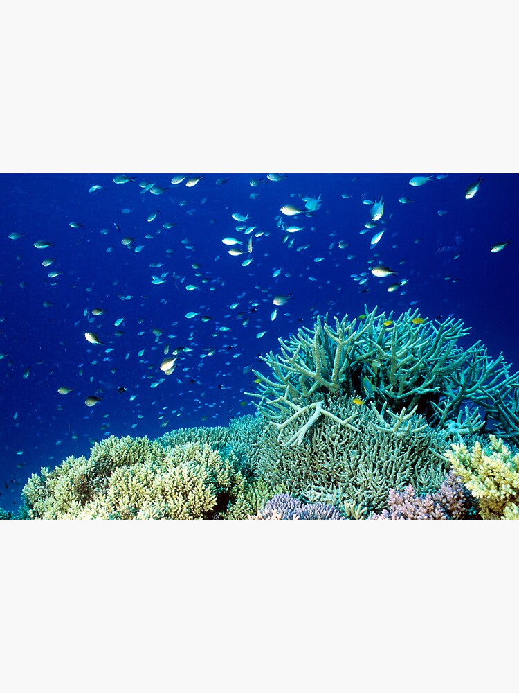 Coral reef scene by DavidWachenfeld