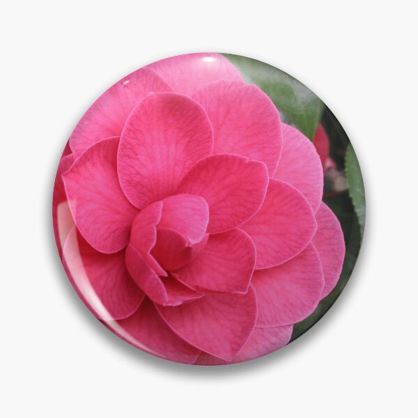 Item preview, Single Pink Camellia Rose Picture designed and sold by Pyrolitheus.