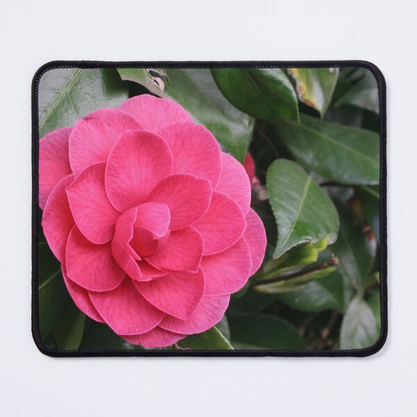 Item preview, Single Pink Camellia Rose Picture designed and sold by Pyrolitheus.