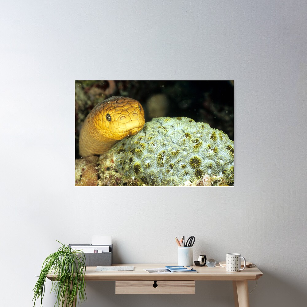 Olive sea snake Poster