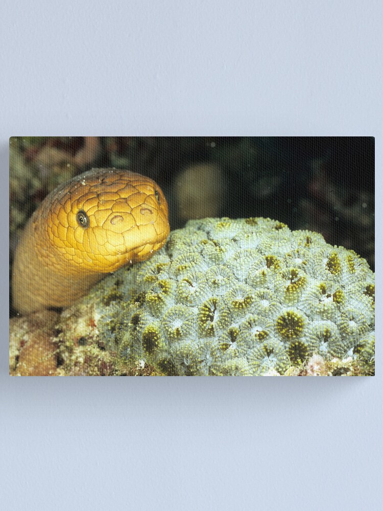 Alternate view of Olive sea snake Canvas Print