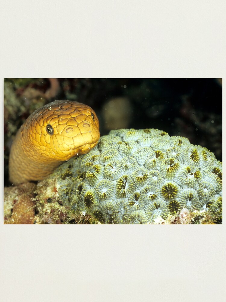 Alternate view of Olive sea snake Photographic Print