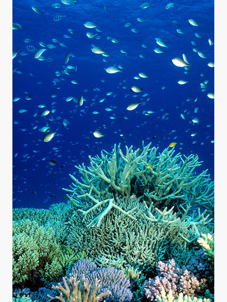 Coral reef scene by DavidWachenfeld
