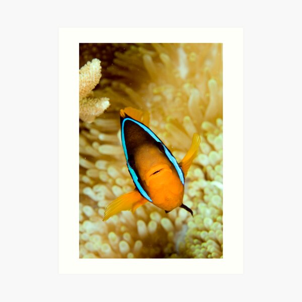 Anemonefish Art Print