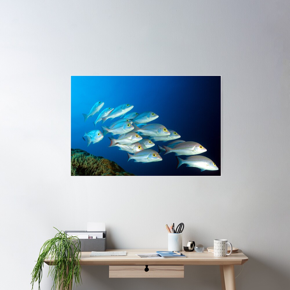 Snappers Poster