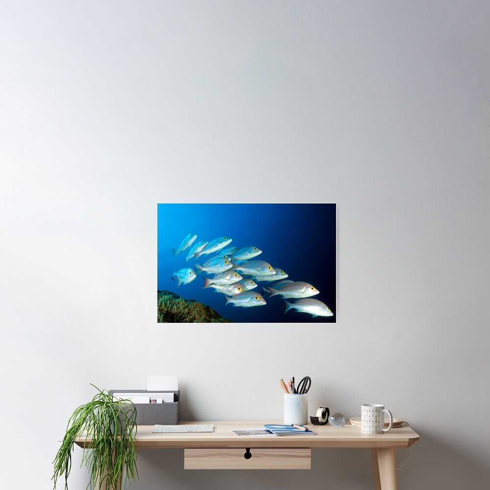 Snappers Poster