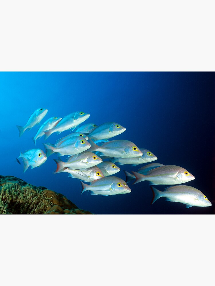 Snappers by DavidWachenfeld