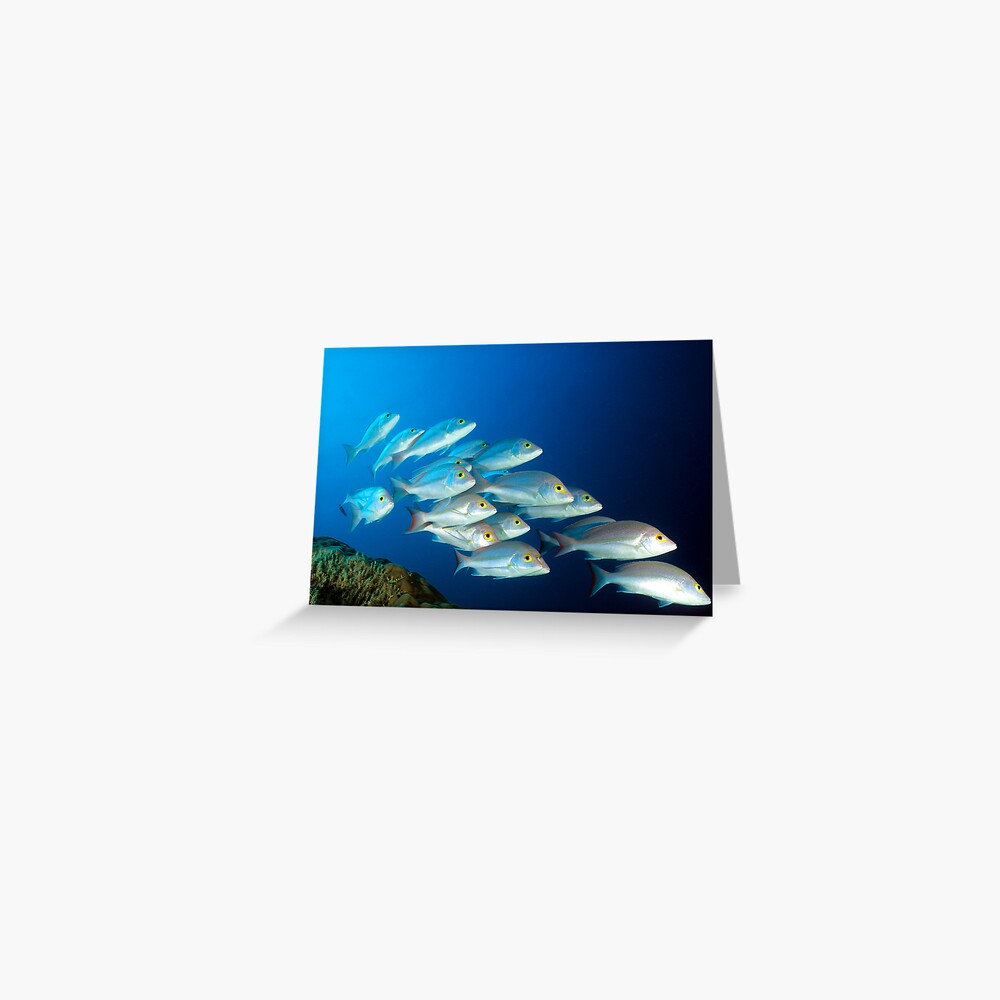 Snappers Greeting Card