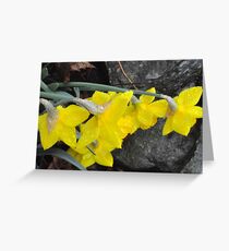 Daffodils Greeting Card