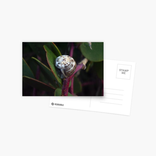 The morning snail Postcard
