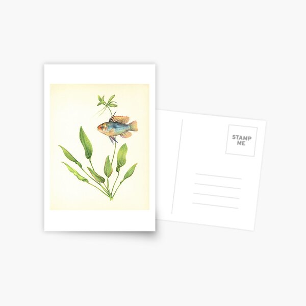 Butterfly cichlid (Microgeophagus ramirezi) Postcard