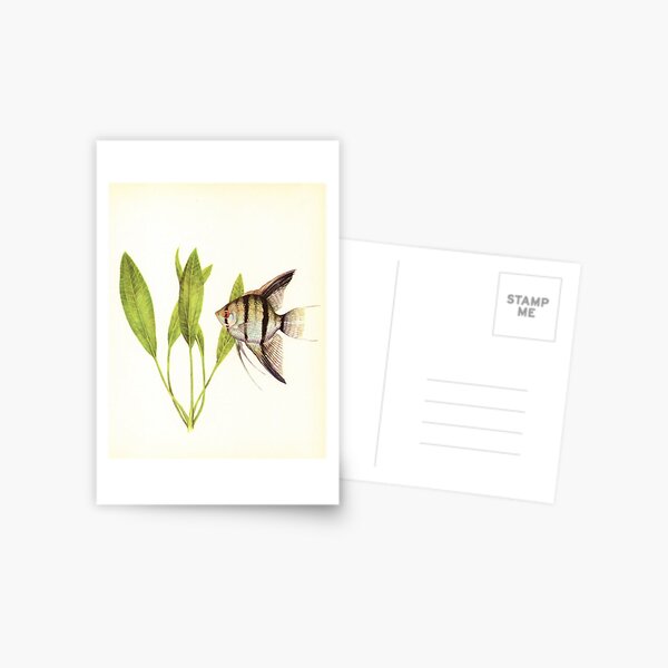 Scalar (Pterophyllum scalare) Postcard