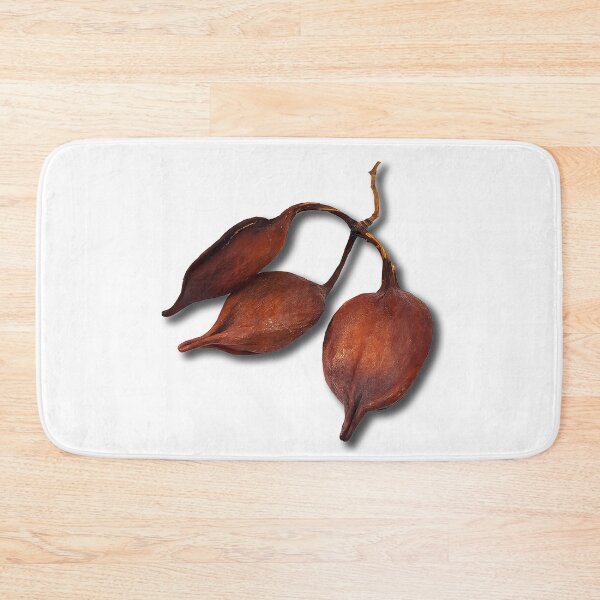 Item preview, Closeup of Brachychiton rupestris fruits on white background. Australian flame tree seeds. designed and sold by janesg.