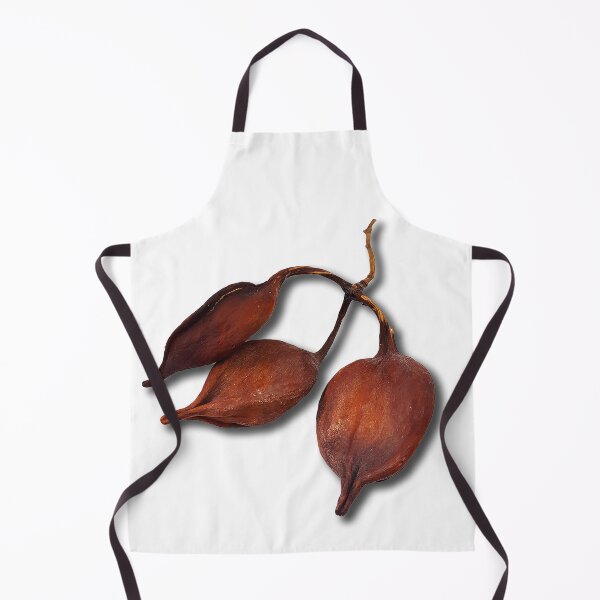 Item preview, Closeup of Brachychiton rupestris fruits on white background. Australian flame tree seeds. designed and sold by janesg.