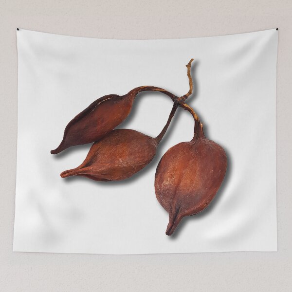 Item preview, Closeup of Brachychiton rupestris fruits on white background. Australian flame tree seeds. designed and sold by janesg.