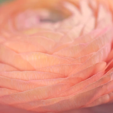 Artwork thumbnail, Blush by RDeleansDesign