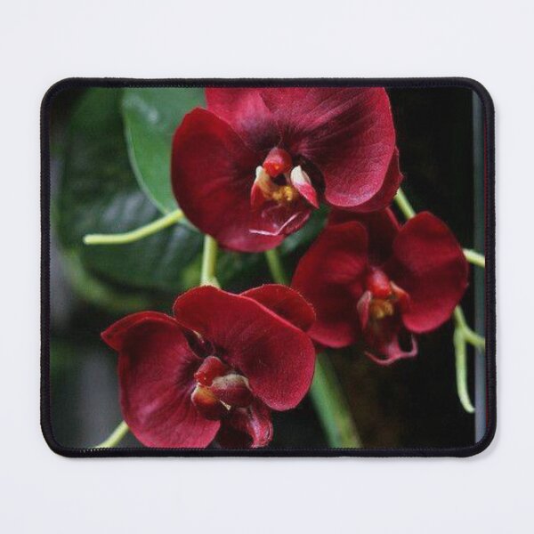 Item preview, Special Orchids designed and sold by FloranceR.