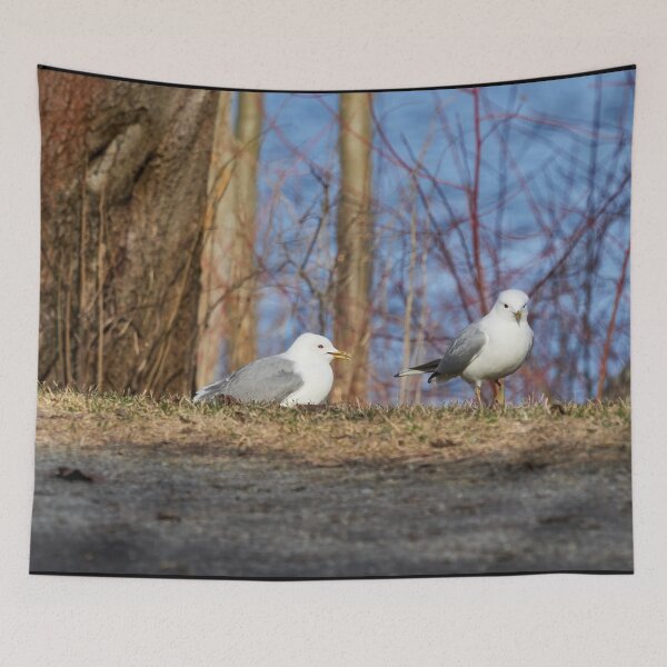 Item preview, Silly walk. Sea mew designed and sold by Jouko Lehto Photography.