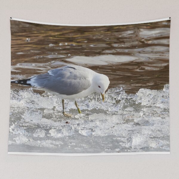 Item preview, Identified U3Y served on ice. Sea mew designed and sold by Jouko Lehto Photography.