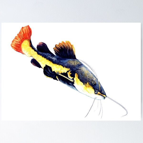 Red Tail Catfish Poster for Sale by H2OStudio