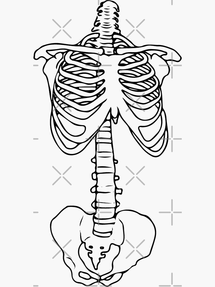 &ldquo;Skeleton Rib Cage&rdquo; Sticker by Damaged-Design | Redbubble