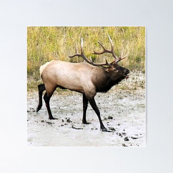 Item preview, BULL Elk designed and sold by Tiffany Vest.