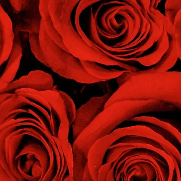 Artwork thumbnail, Red Roses by couragesings