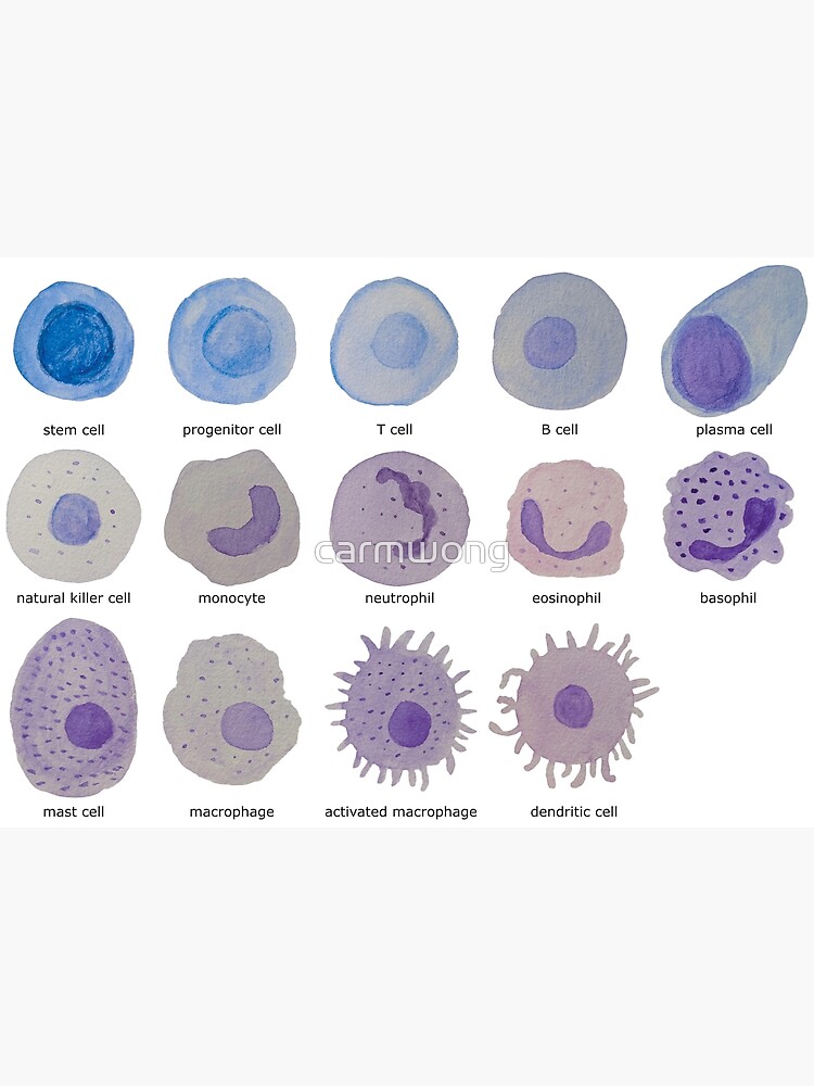 Disover Immune cells (watercolour) Premium Matte Vertical Poster