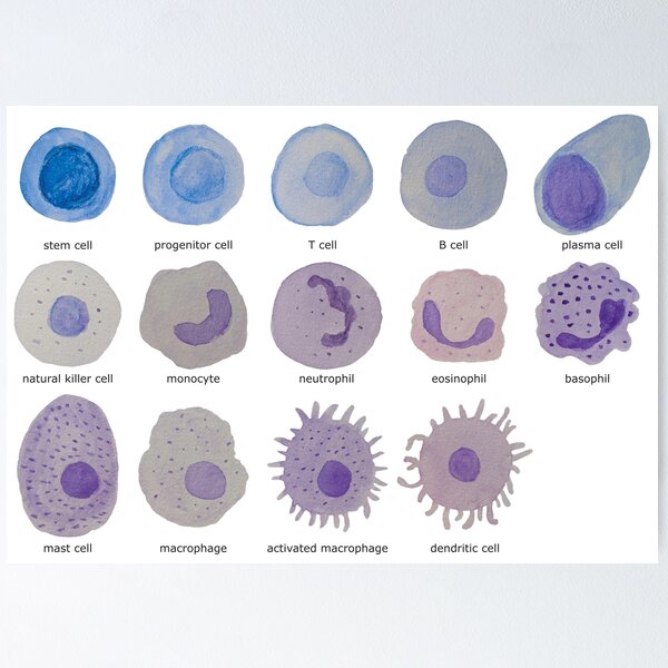 Immune cells (watercolour) Poster