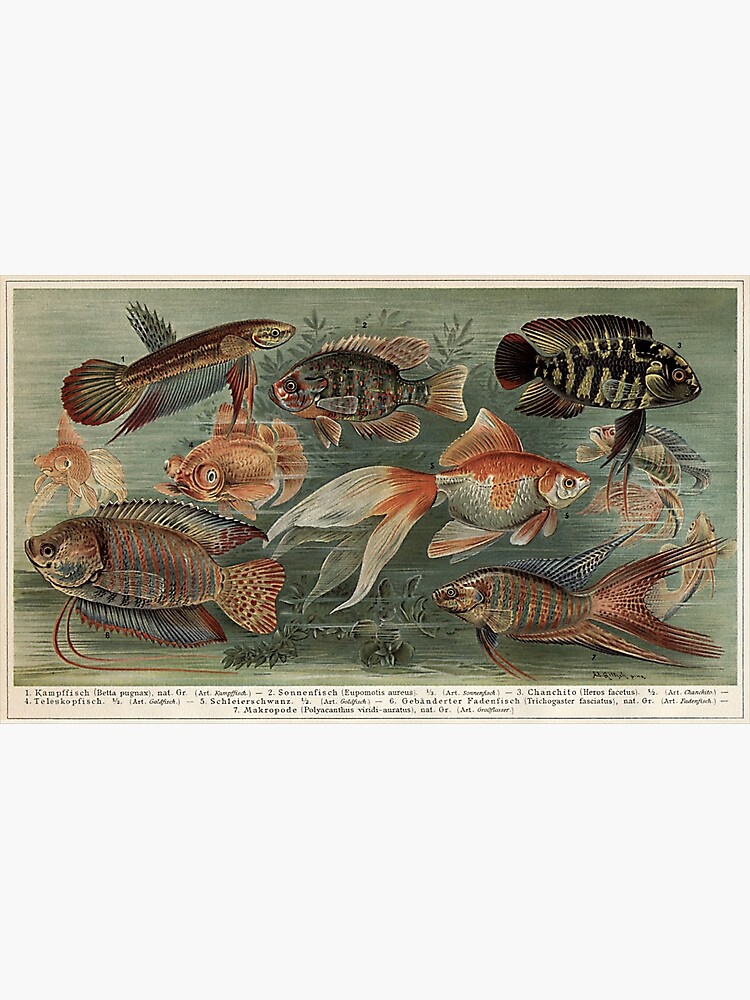 Discover Victorian ornamental fish Premium Matte Vertical Poster