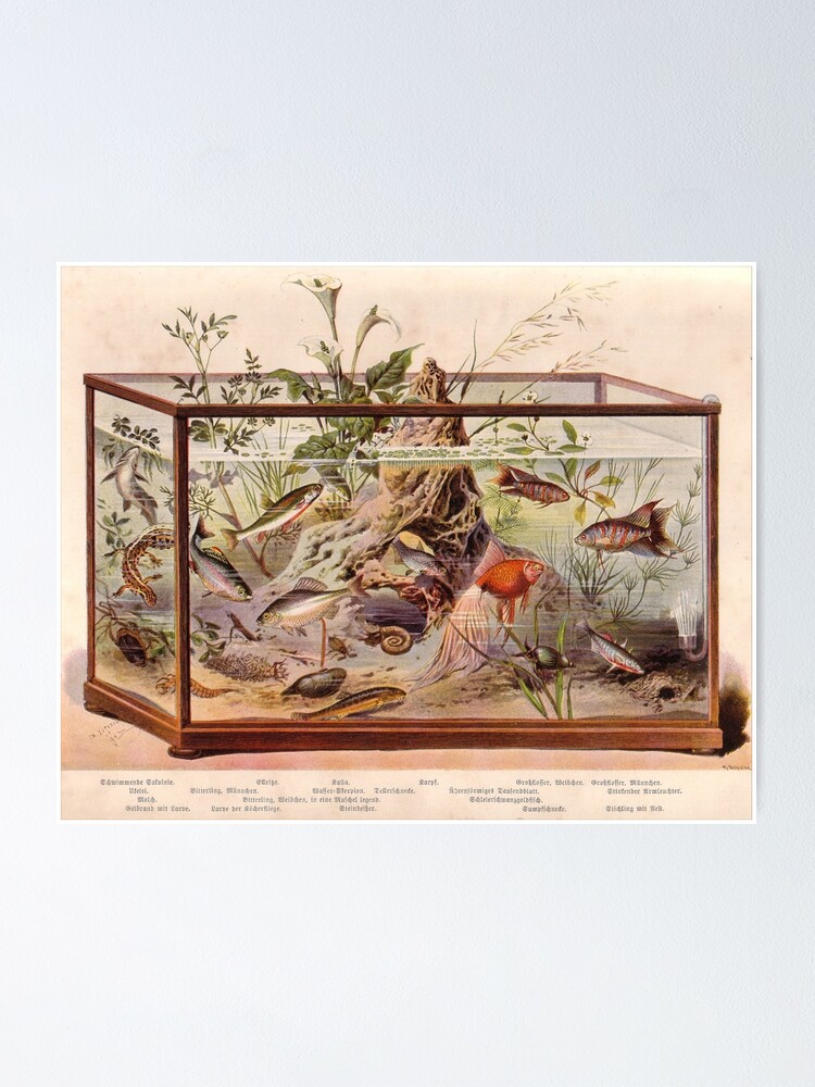 Antique aquarium Poster by TammoTarantula
