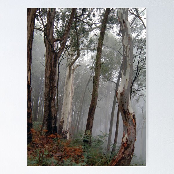 Item preview, Ghosts in the Mist - Victorian Alps, Victoria Australia designed and sold by Salieri1627.