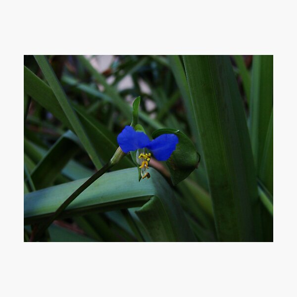 Item preview, BLUE FLOWER  designed and sold by RDRAKEPERKINSON.