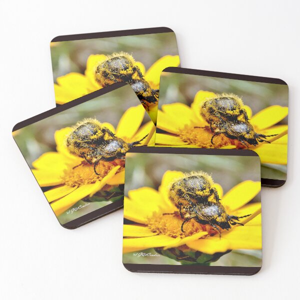 Item preview, Pollen love story or Oxythyrea funesta. designed and sold by elGatCendrer.